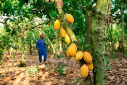 The Hershey Company released action plans to protect forests and restore forest cover in the cocoa growing regions in West Africa. The new plans are part of the company’s 'Cocoa For Good' sustainable cocoa strategy, announced in April 2018. The Hershey Company released action plans to protect forests and restore forest cover in the cocoa growing regions in West Africa. The new plans are part of the company’s 'Cocoa For Good' sustainable cocoa strategy, announced in April 2018.