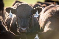 PFG's Braveheart® cattle can be traced from farm to plate using PathProven® technology. PFG's Braveheart® cattle can be traced from farm to plate using PathProven® technology.