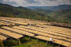 Via the Global Farmer Fund, Starbucks provides loans to coffee farmers to strengthen their farms through coffee tree renovation and infrastructure improvements.