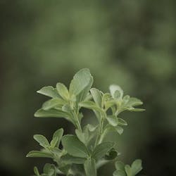 A stevia plant