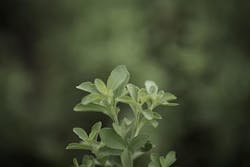 A stevia plant