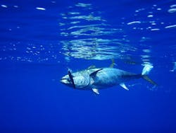 Tuna 576938 1280 5cdee3420e95c Tuna 576938 1280 5cdee3420e95c