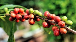 Bean 1512433 1920 5d1b847b35c00 Bean 1512433 1920 5d1b847b35c00