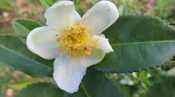 Camellia sinensis, a tea plant