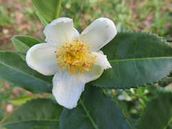 Camellia sinensis, a tea plant Camellia sinensis, a tea plant