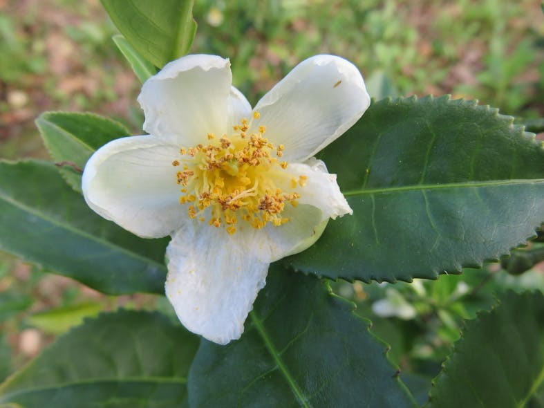 Camellia sinensis, a tea plant