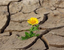 Flower 887443 1920 5e6fa837569b5 Flower 887443 1920 5e6fa837569b5