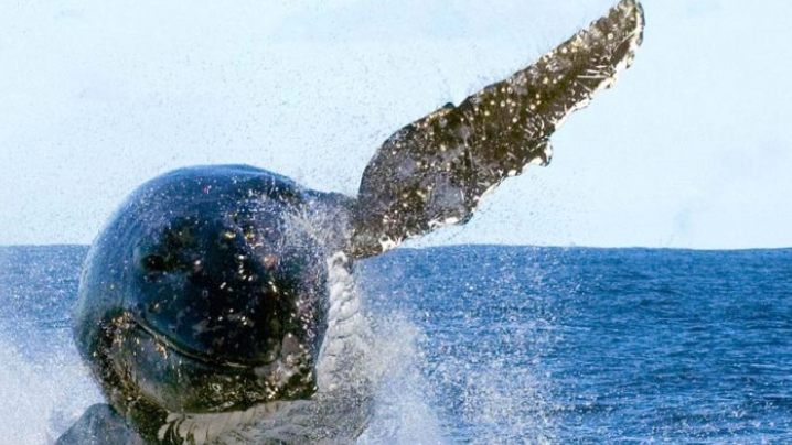 Ocean Conservancy Whale Pic 6013595d8dd0a