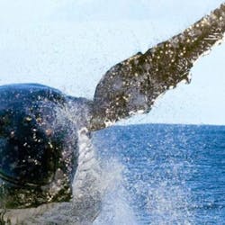 Ocean Conservancy Whale Pic