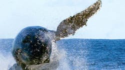 Ocean Conservancy Whale Pic 6013595d8dd0a Ocean Conservancy Whale Pic 6013595d8dd0a