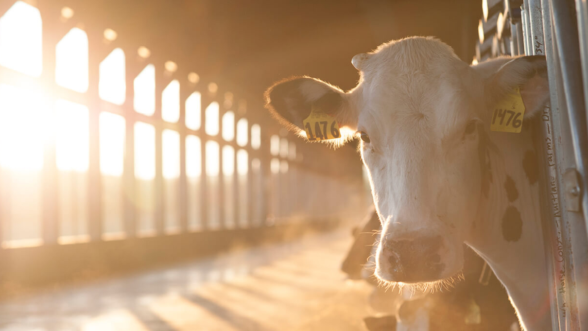 Land O Lakes Cow In Barn 6038534fe3b02