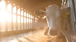 Land O Lakes Cow In Barn 6038534fe3b02 Land O Lakes Cow In Barn 6038534fe3b02