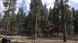 Scottthezombie Pine Trees In Big Bear Sbnf