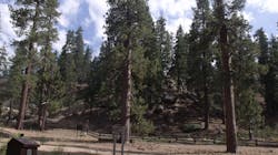 Scottthezombie Pine Trees In Big Bear Sbnf 6086e0c6e4537 Scottthezombie Pine Trees In Big Bear Sbnf 6086e0c6e4537