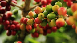 Coffee Grains 1474601 1920 60901ddca312c Coffee Grains 1474601 1920 60901ddca312c