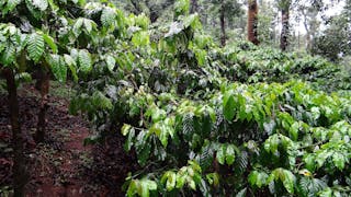 Coffee Plantation Pixabay 345371 1920