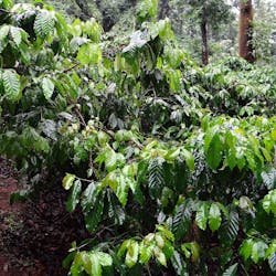 Coffee Plantation Pixabay 345371 1920 Coffee Plantation Pixabay 345371 1920