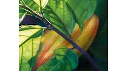 Cabosse Wholefruit Chocolate 6290f070984a5 Cabosse Wholefruit Chocolate 6290f070984a5