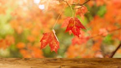 Dreamstime Xl 95727098 632348bf5f1f8 Dreamstime Xl 95727098 632348bf5f1f8