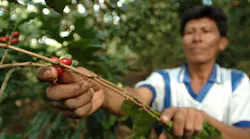 Coffee Farmer Peru