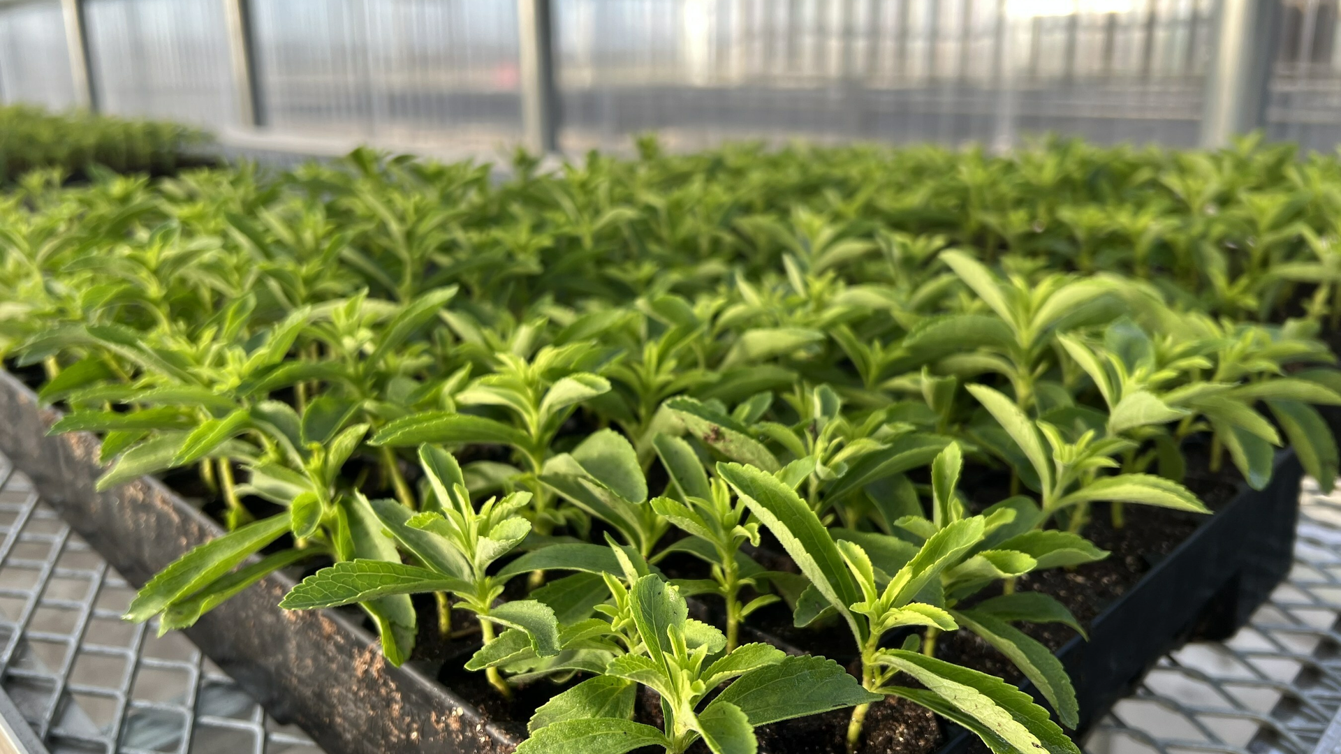 Splenda To Domestically Produce The Best Tasting Splenda Stevia Products 6411d04eed541