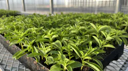 Splenda To Domestically Produce The Best Tasting Splenda Stevia Products