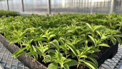 Splenda To Domestically Produce The Best Tasting Splenda Stevia Products 6411d04eed541 Splenda To Domestically Produce The Best Tasting Splenda Stevia Products 6411d04eed541