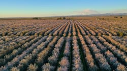 The KIND Almond Acres Initiative The KIND Almond Acres Initiative