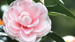 Dreamstime Xxl 126526695 64f9e70d6516d Dreamstime Xxl 126526695 64f9e70d6516d