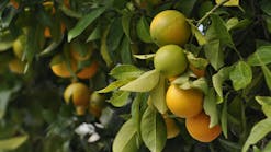 green and ripe oranges on tree