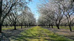 Kind Snacks almond growing initiatives