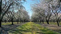 Kind Snacks almond growing initiatives Kind Snacks almond growing initiatives