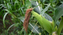 pepsico_iowa_corn_crop pepsico_iowa_corn_crop
