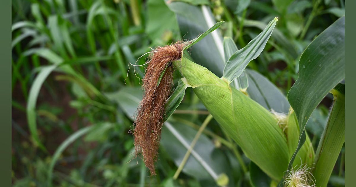 PepsiCo and Cargill team up to advance regenerative farming in Iowa
