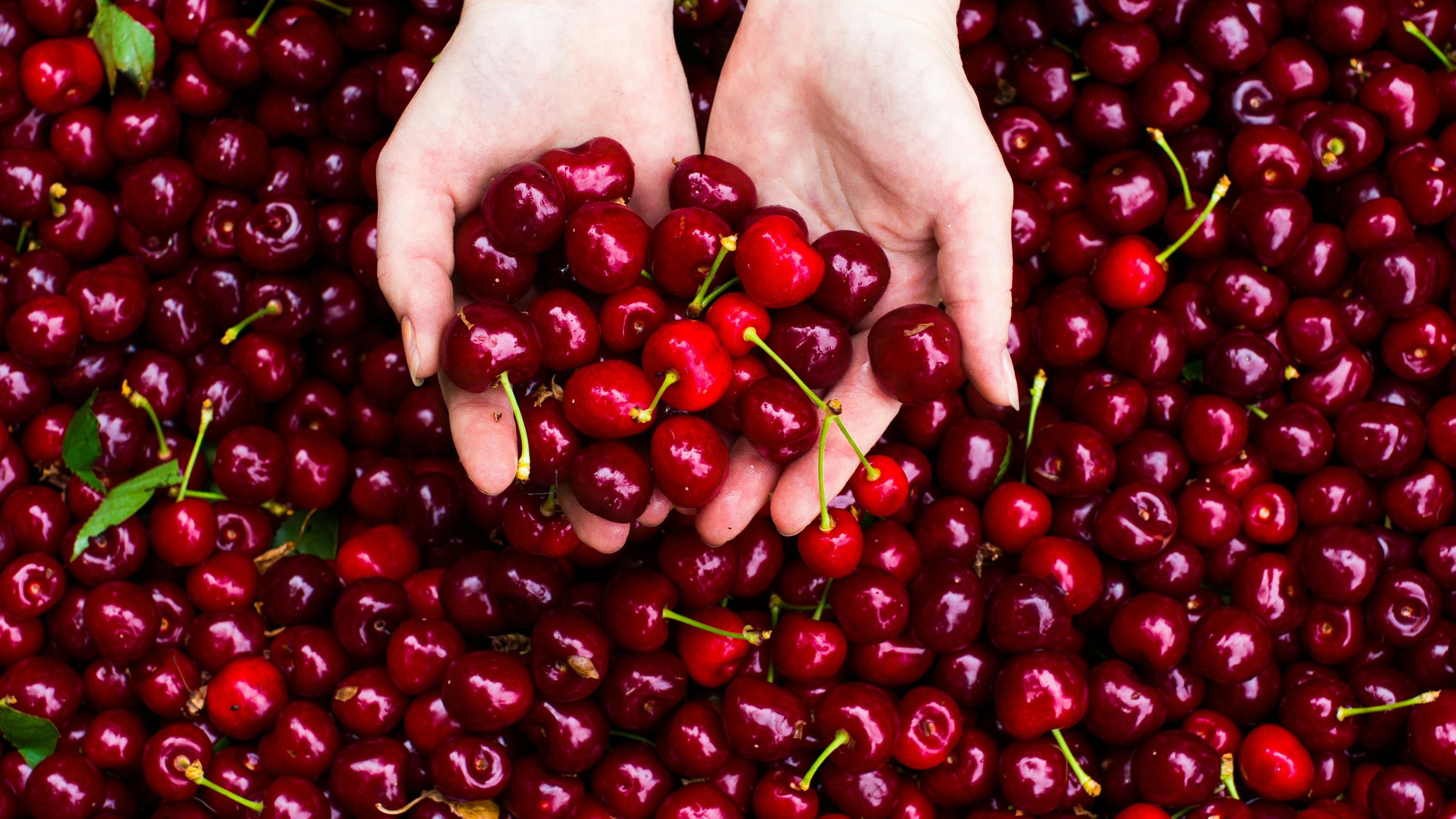 cherries in hands