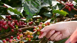 green coffee eco farming green coffee eco farming
